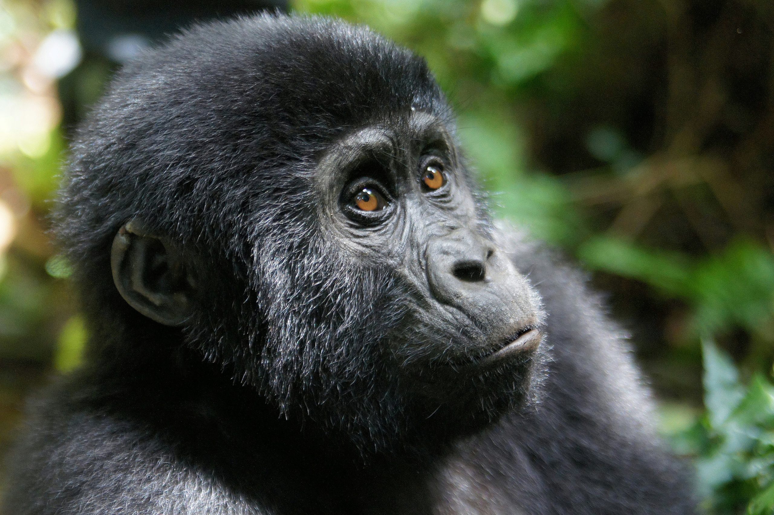 7 Days Big 5 and Gorilla trekking Uganda safari