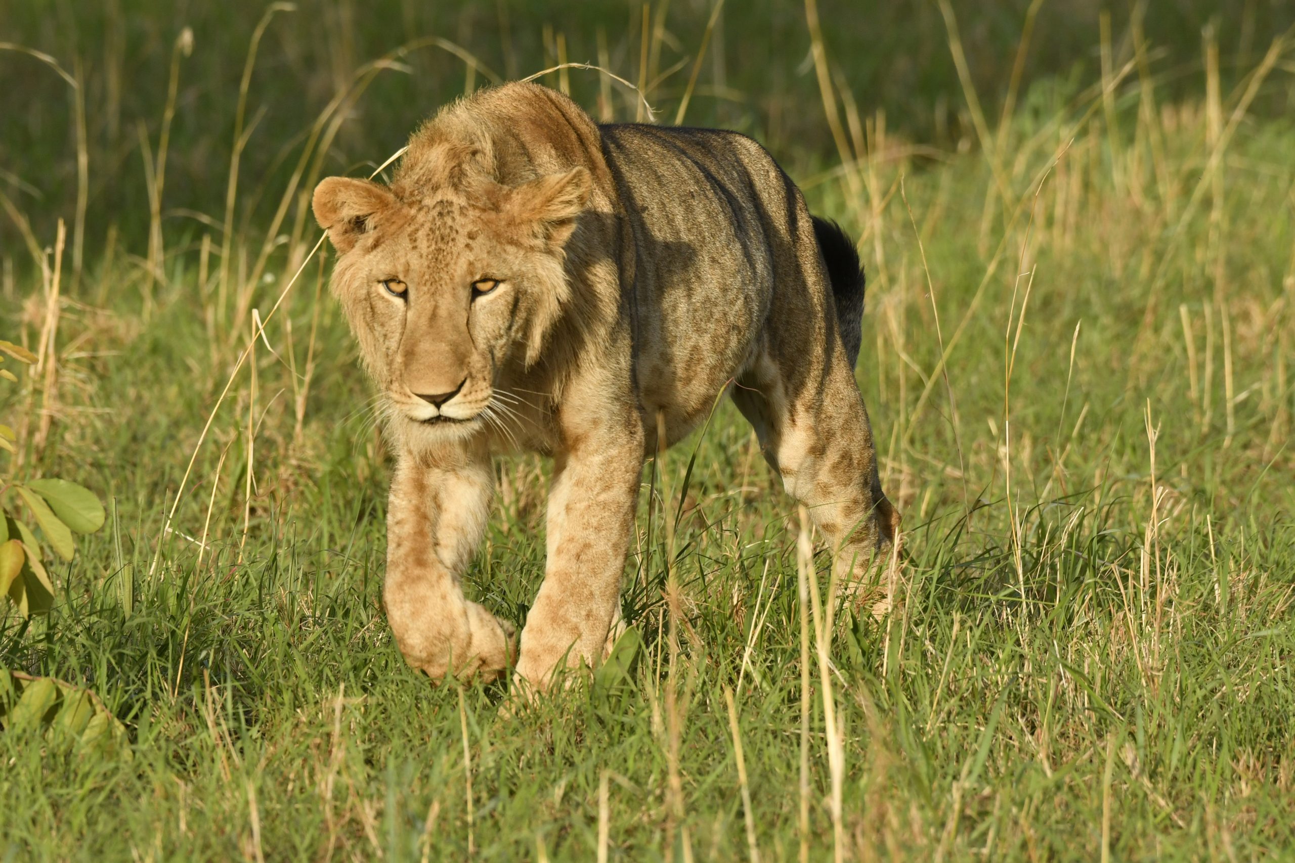 Big 5 Safari Uganda